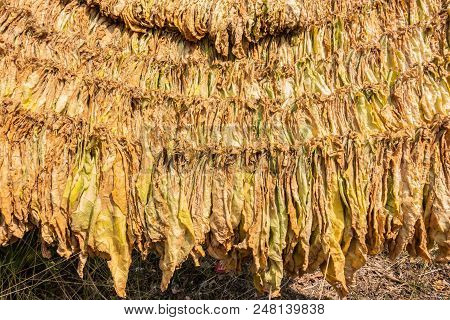 Fresh Tobacco Hanging In A Barn.