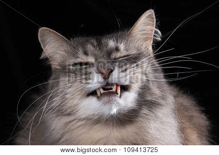 Cat laughs. Portrait of a smiling cat.