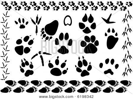 Animal and bird footsteps vector illustration