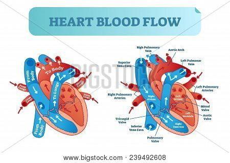 Heart Blood Flow Anatomical Diagram With Atrium And Ventricle System. Vector Illustration Labeled Me