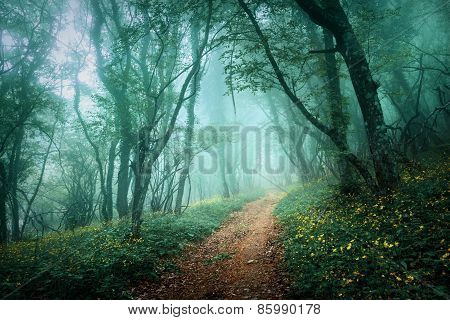 Road Through A Mysterious Dark Forest In Fog With Green Leaves And Yellow Flowers