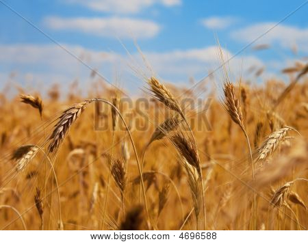 Wheat Field