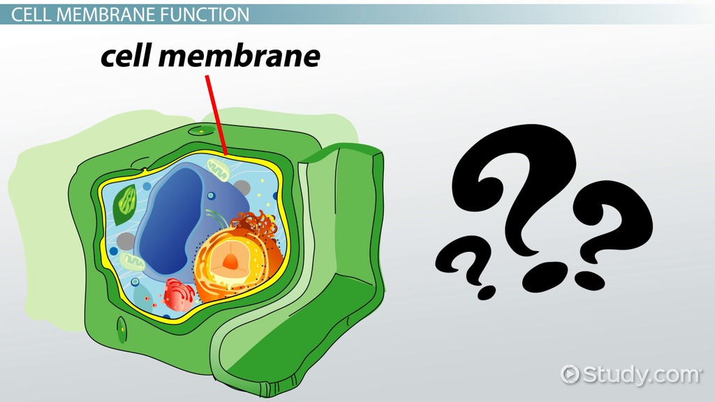 Is Cell Membrane Present In Plant Cell Structure Functions And Diagram ...