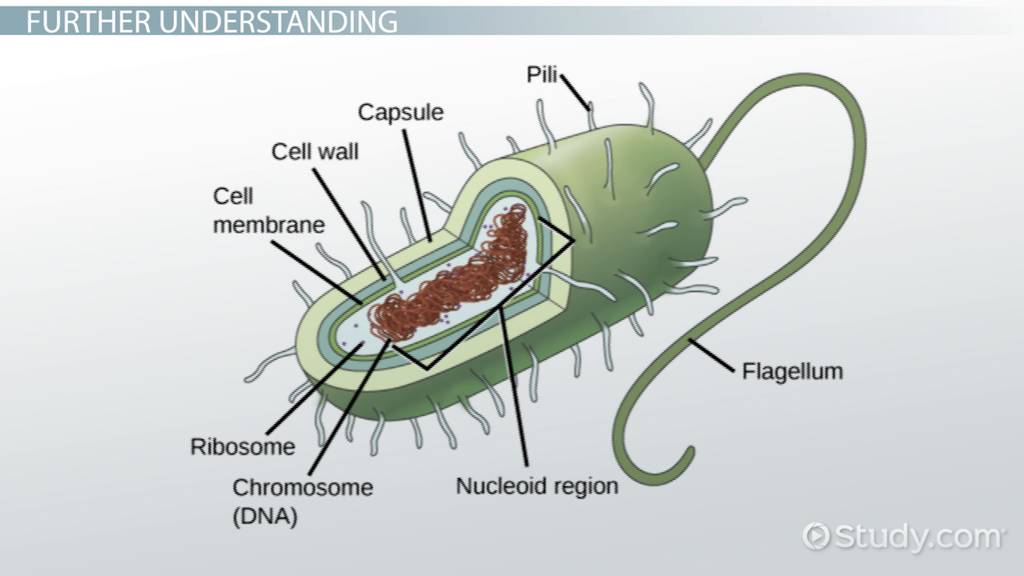 Prokaryotic Cell Model Labeled - vrogue.co