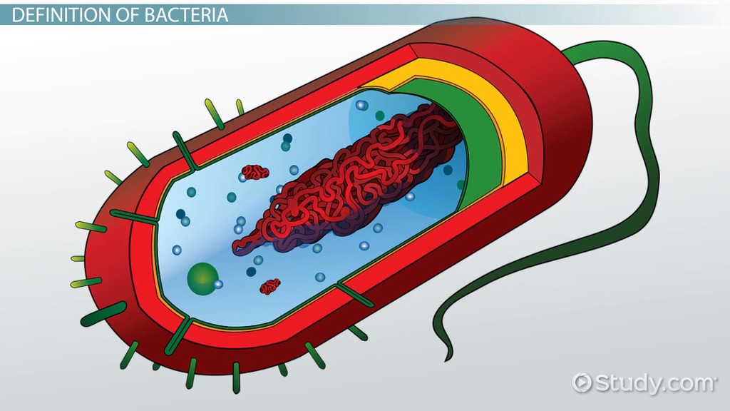 simple bacterial cell diagram labeled