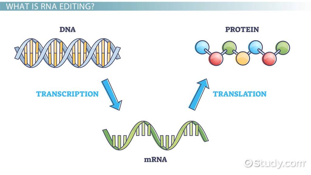 Mrna Structure And Function