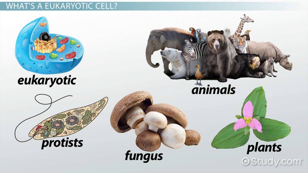 Eukaryotic Cells Definition Parts Examples And Struct - vrogue.co