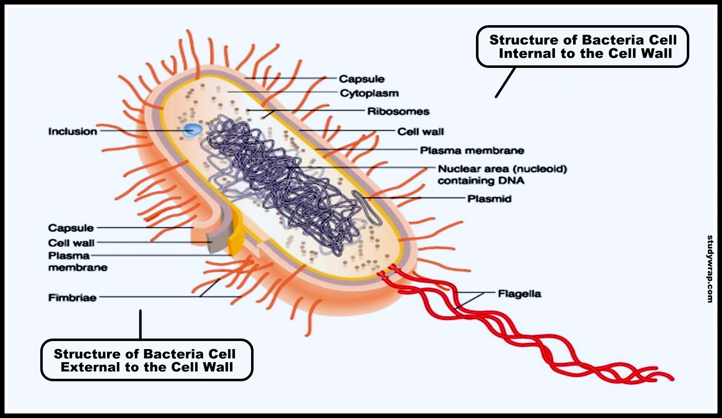 Bacteria Cell Structure