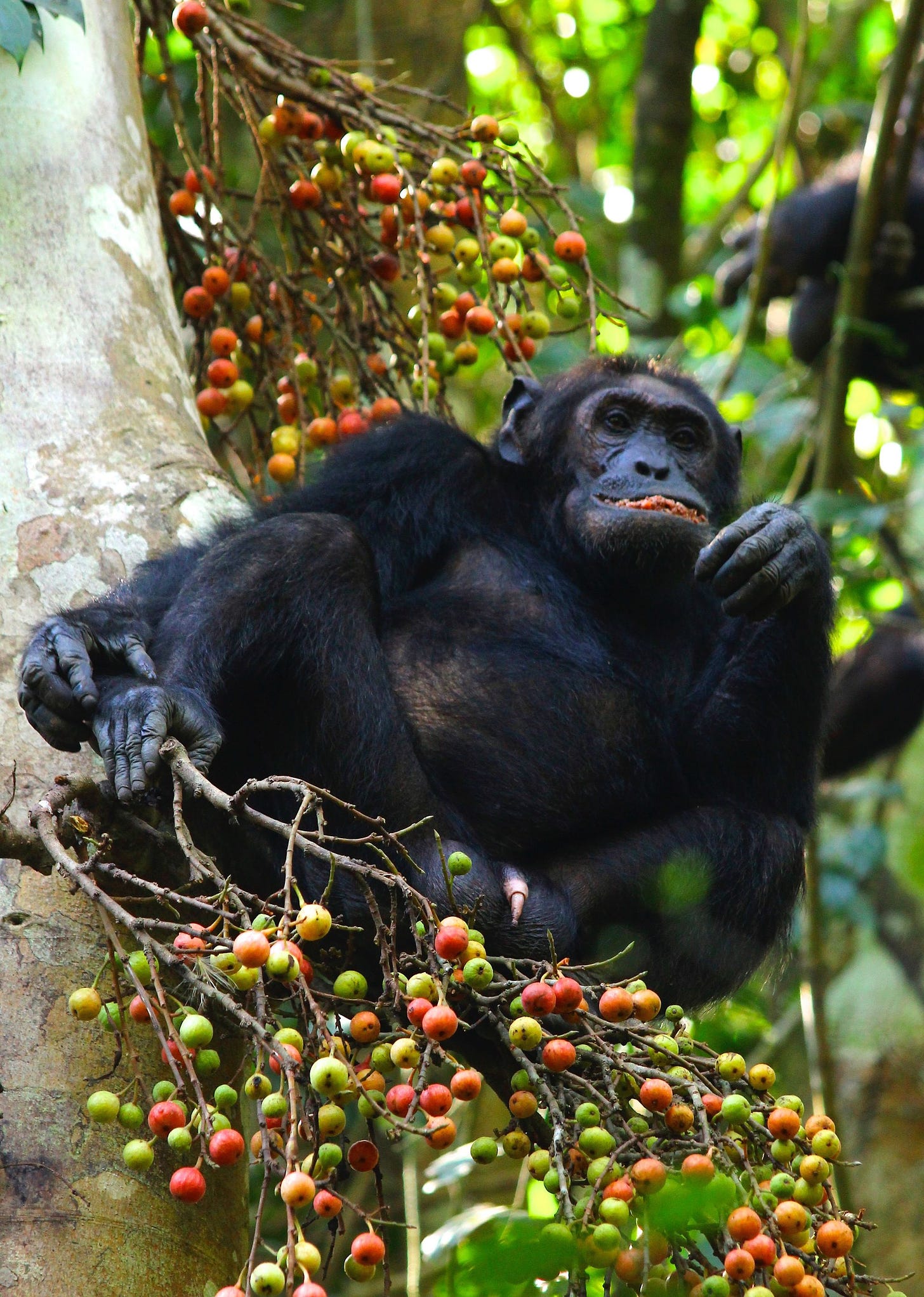 Plants can't talk. But some fruits say 'eat me' to animals. | The Seattle  Times