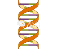 Dna