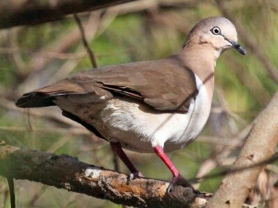 National bird of Grenada - Grenada dove